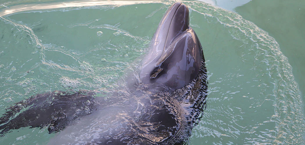 Golfinho Martim retorna ao mar após reabilitação em Florianópolis