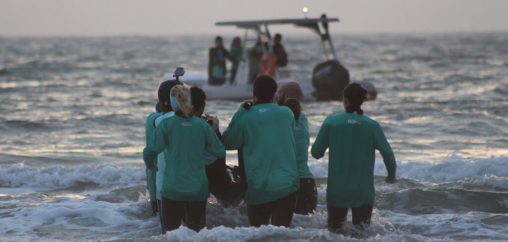 Golfinho Martim retorna ao mar após reabilitação em Florianópolis