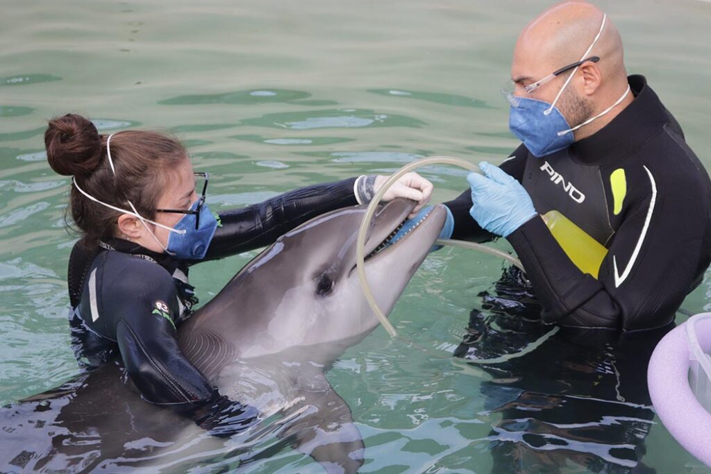 Golfinho Martim retorna ao mar após reabilitação em Florianópolis