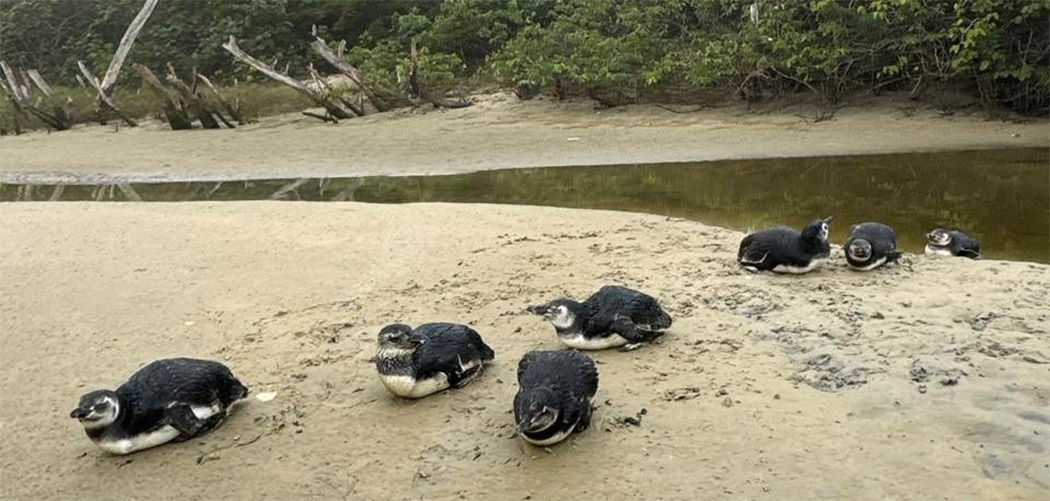 Pinguins são reabilitados e devolvidos ao mar em Florianópolis