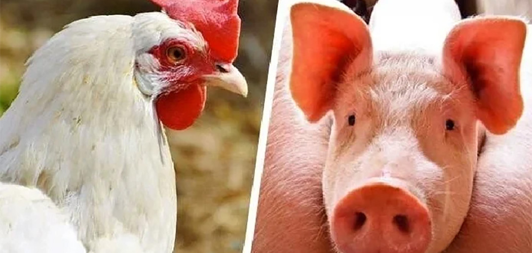 Custos de produção de frango de corte e de suínos sobem em agosto