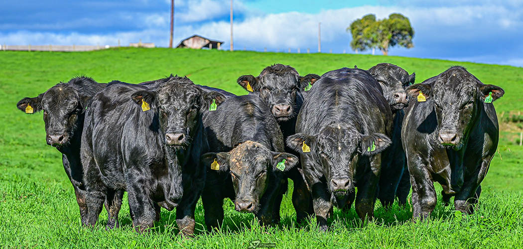Leilões de touros em SC registram médias de até R$ 22,6 mil por animal