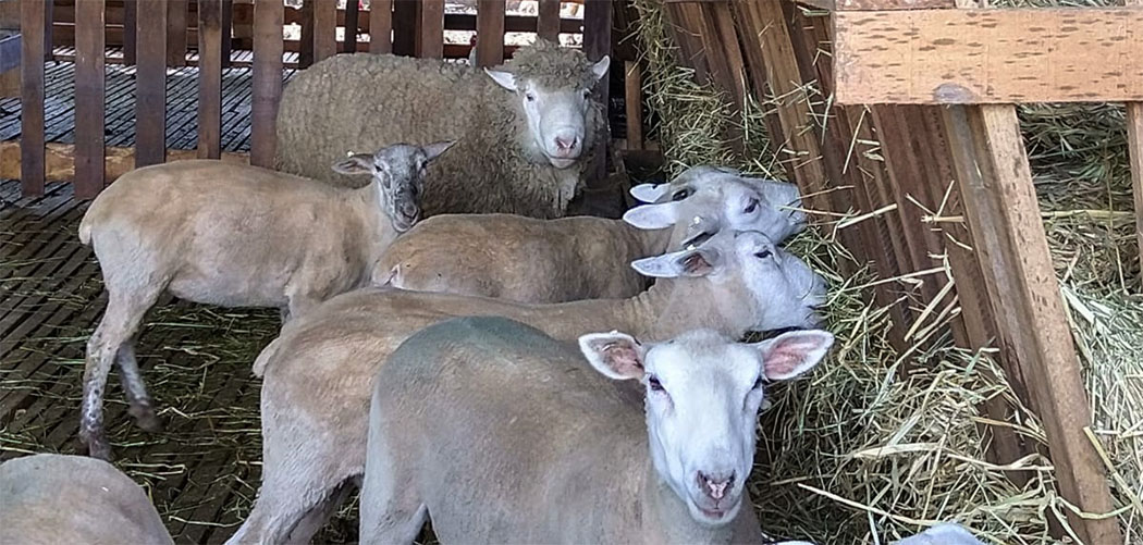 Sebrae/SC articula parceria com Embrapa para elevar produtividade de ovinos e caprinos