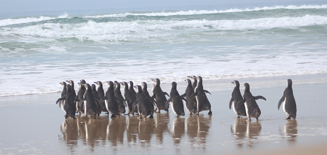 26 pinguins reabilitados retornam ao mar em Florianópolis após soltura coletiva