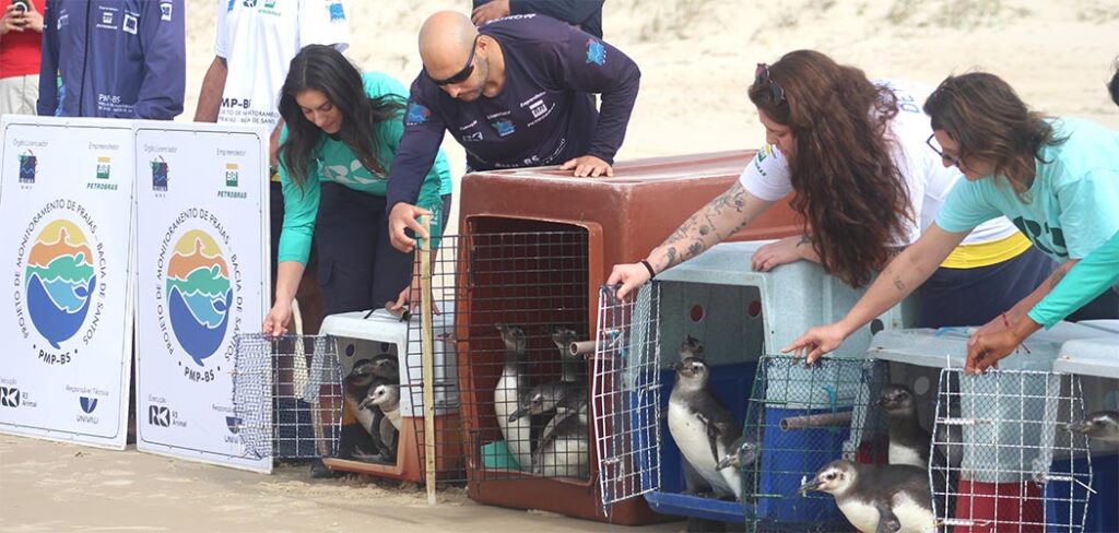 26 pinguins reabilitados retornam ao mar em Florianópolis após soltura coletiva