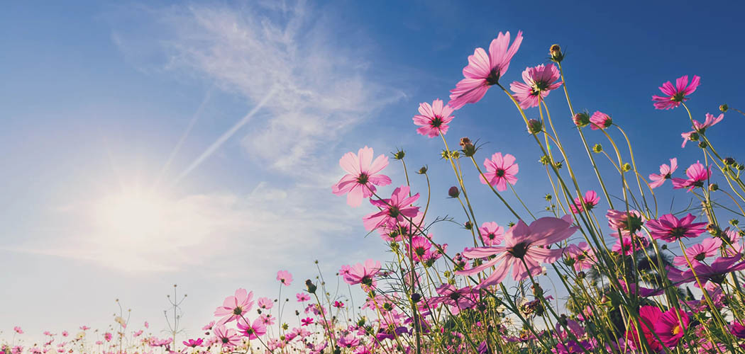 Primavera chegou: veja como preparar drinks com flores para celebrar a nova estação