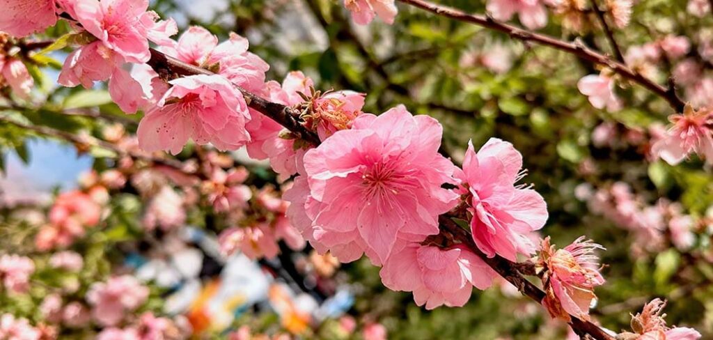 Entre cerejeiras, sabores e tradições, Frei Rogério celebra a cultura japonesa em SC