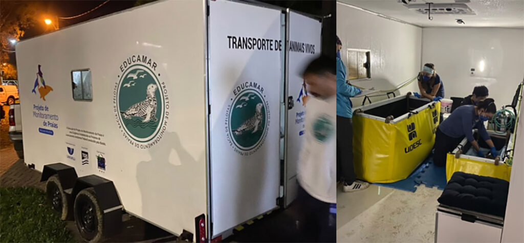 2 filhotes de toninha são transferidos para reabilitação em Florianópolis