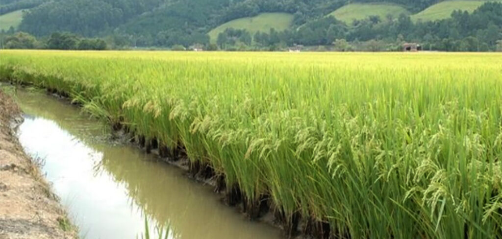 Licenciamento ambiental da rizicultura ameaça produção de arroz em Santa Catarina