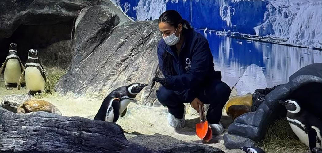 Dia Mundial dos Animais (04/10): como o Oceanic Aquarium cuida de 1.500 animais de 170 espécies