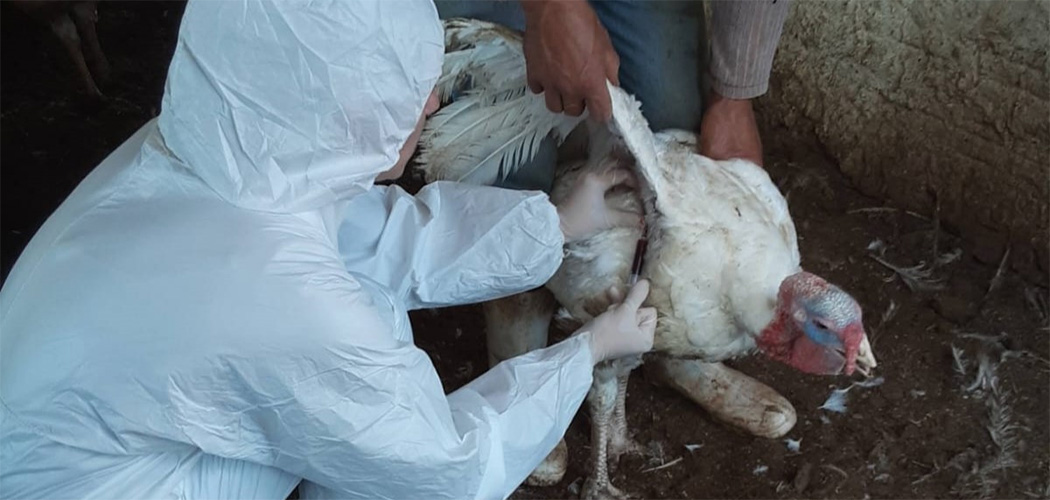 Doença de Newcastle em SC: medidas sanitárias são adotadas em granja de Nova Itaberaba