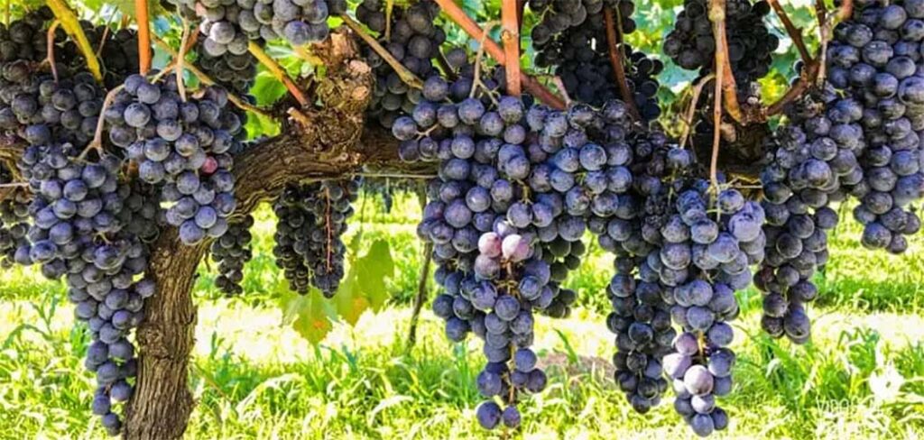 El Niño aumenta os riscos climáticos para os vinhedos e exige atenção na próxima safra