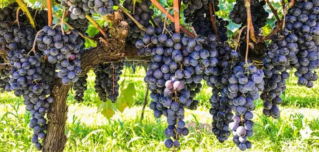 El Niño aumenta os riscos climáticos para os vinhedos e exige atenção na próxima safra