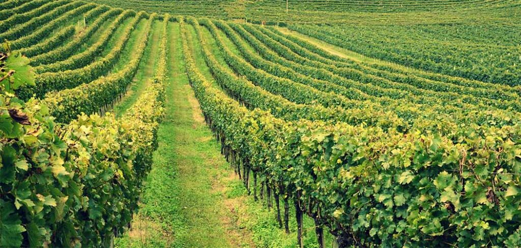 El Niño aumenta os riscos climáticos para os vinhedos e exige atenção na próxima safra