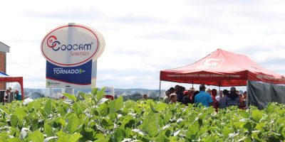 Os Dias de Campo da Coocam são momentos de aproximação entre a cooperativa e o produtor rural/Foto: Assessoria de Imprensa