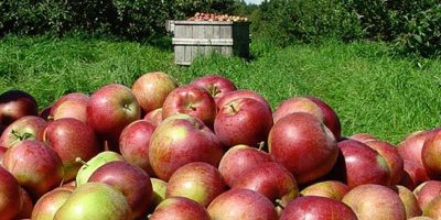 Destaque para a qualidade da fruta – em especial