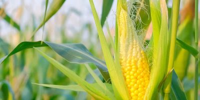 O aumento do volume é resultado da expansão da área plantada e de uma das maiores produtividades do país/Foto: Divulgação Internet