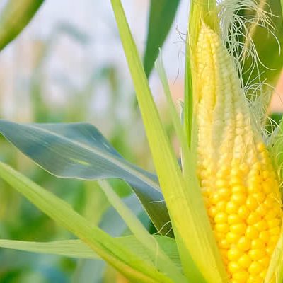 O aumento do volume é resultado da expansão da área plantada e de uma das maiores produtividades do país/Foto: Divulgação Internet