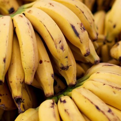 Sendo o quarto maior produtor de banana do país