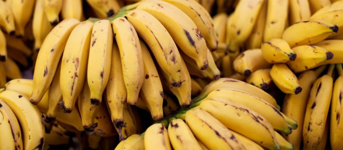 Sendo o quarto maior produtor de banana do país