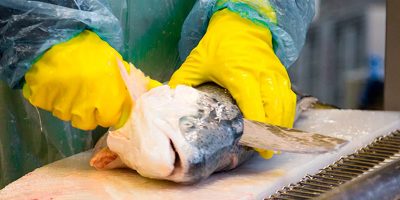 O valor das exportações catarinenses de pescado totalizou US$ 26