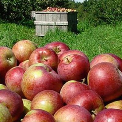 Os calibres das frutas têm se mostrado menores que as expectativas/Foto: Divulgação Internet