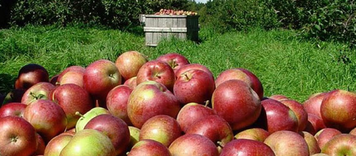 Os calibres das frutas têm se mostrado menores que as expectativas/Foto: Divulgação Internet