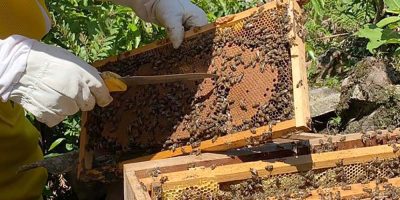 apacitação focou na produção de abelhas rainhas