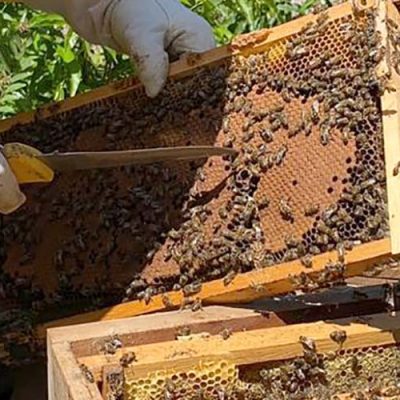 apacitação focou na produção de abelhas rainhas