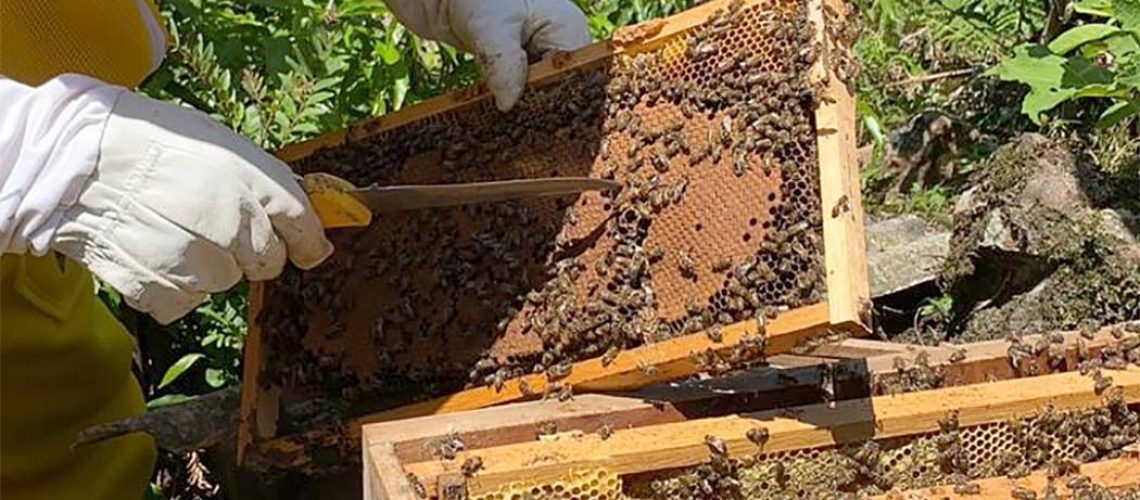 apacitação focou na produção de abelhas rainhas