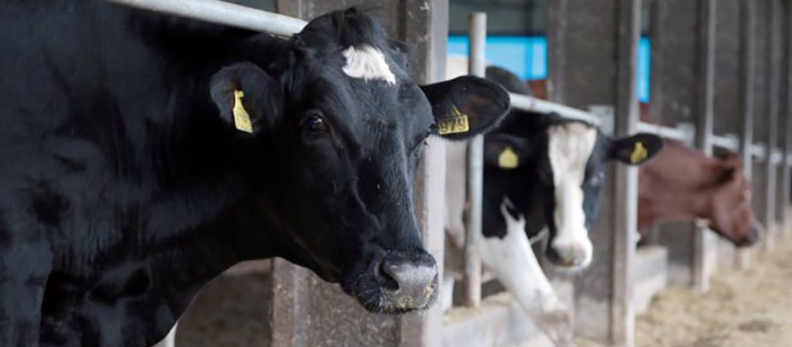 Santa Catarina investe mais de R$ 11,4 milhões na indenização de bovinos em 2023