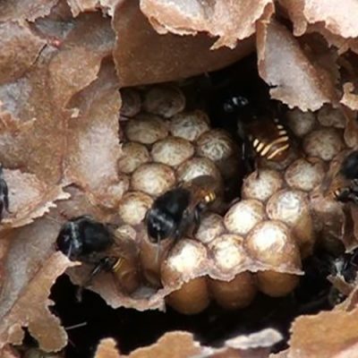 As abelhas sem ferrão são nativas, de fácil manejo e podem ser criadas em áreas rurais e urbanas/Foto: Divulgação Cidasc