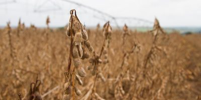 Rentabilidade da soja esperada na safra 2020/2021 é um aumento de 1,5 milhão de hectares com potencial de 134 milhões de toneladas, uma média de 58 sacas/há