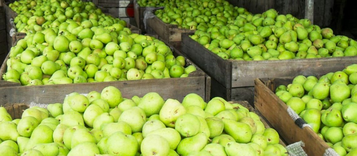 om 5.800 pés de pera em  2,2 hectares, Pomar Oliveira colhe 14 toneladas/hectare da fruta por ano em Monte Castelo