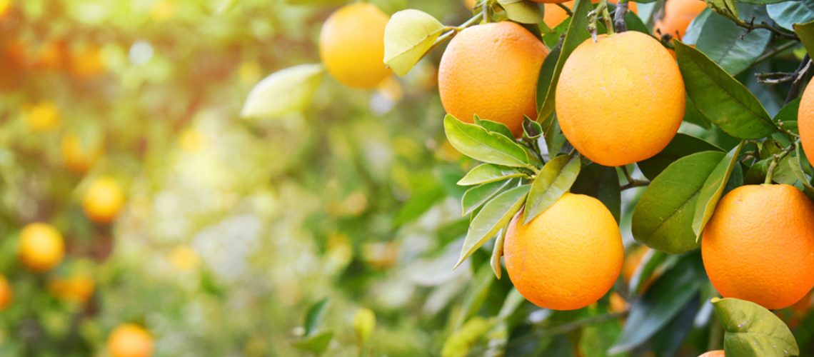 uco de laranja pode ser uma adição valiosa à dieta para ajudar a reduzir a pressão sanguínea/Foto: Internet