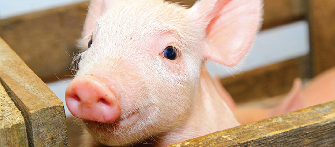 Das 181 mil toneladas de carne suína exportadas por Santa Catarina em 2020, 108 mil tiveram a China como destino/Foto: Internet