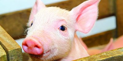 Maior produtor nacional de carne suína, segue ampliando mercados e consolidando sua presença internacional/Foto: Internet
