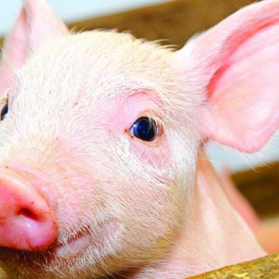 Maior produtor nacional de carne suína, segue ampliando mercados e consolidando sua presença internacional/Foto: Internet
