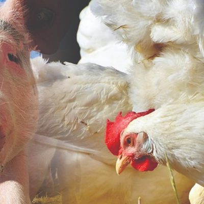 Os custos de produção de suínos e frangos tiveram um aumento significativo em junho/Foto: Divulgação Internet