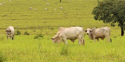 Santa Catarina é reconhecida internacionalmente pela qualidade do seu agronegócio e o cuidado com a saúde animal e vegetal/Foto: Divulgação Internet