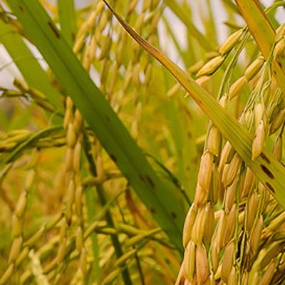 A possibilidade de faltar arroz no mercado brasileiro entre os meses de novembro e janeiro/Foto: Divulgação Internet