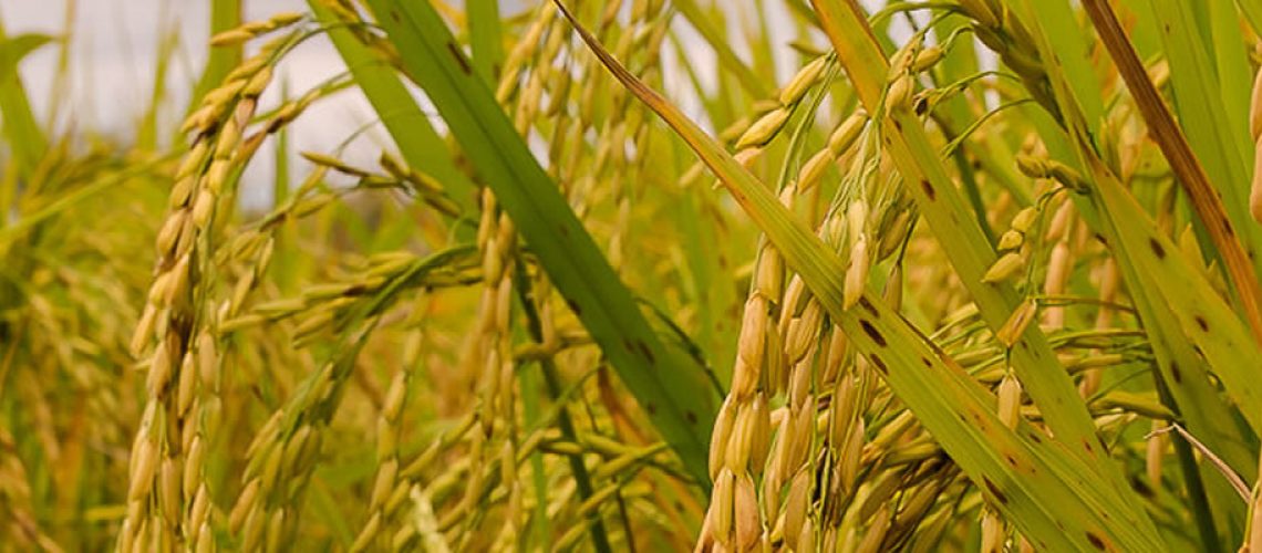 A possibilidade de faltar arroz no mercado brasileiro entre os meses de novembro e janeiro/Foto: Divulgação Internet