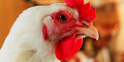 Comparativamente ao mês anterior a carne de frango experimentou valorização próxima de 1