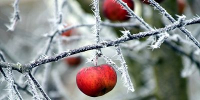 Os fruticultores esperam ainda que o frio permaneça nos meses de julho e agosto/Foto: Divulgação Internet