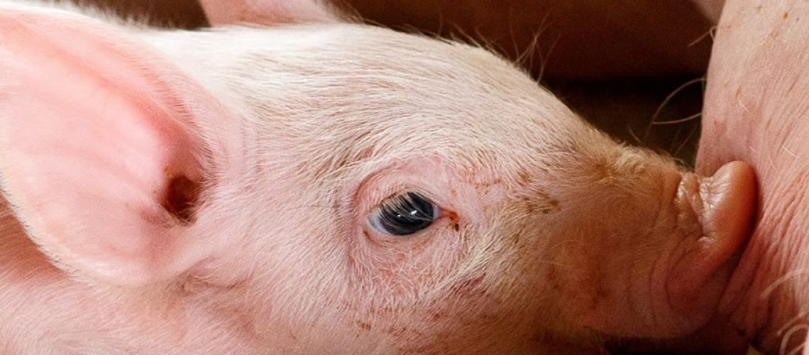 O governo da China vem tentando uma série de medidas nas últimas semanas para elevar a oferta de carne suína local