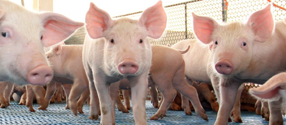 A pressão para importar carne de porco será ainda maior/Foto: Divulgação Internet