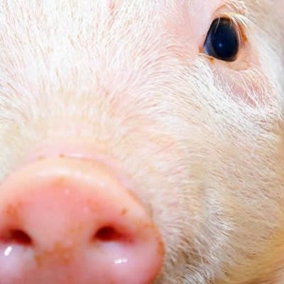 O treinamento sobre potencial agronômico dos dejetos suínos é o primeiro curso online oferecido pela Embrapa/Foto: Divulgação Internet