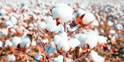 O produto com melhor desempenho do Valor de Produção Agropecuária é o algodão em pluma, com um aumento real de 42,2%/Foto: Internet