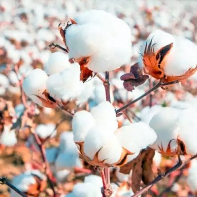 O produto com melhor desempenho do Valor de Produção Agropecuária é o algodão em pluma, com um aumento real de 42,2%/Foto: Internet