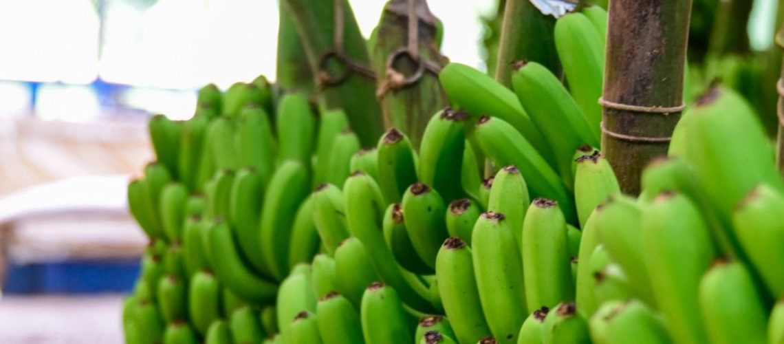 Santa Catarina recebeu mais um reconhecimento de IG, concedido pelo INPI a Banana de Luiz Alves/Foto: Antônio Carlos Mafalda